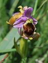 ophrys fuciflora 